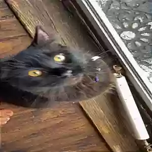 lost male cat cookie