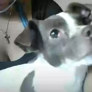 lost female dog margaret