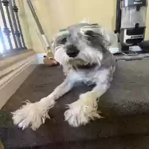 lost male dog benji