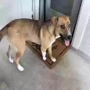 found female dog unknown