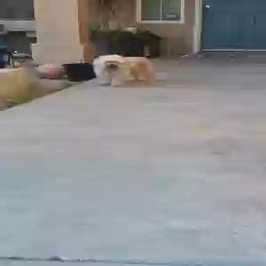 found unknown dog unknown