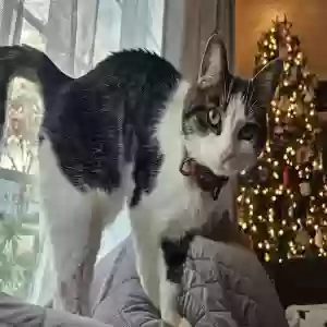 lost female cat piper