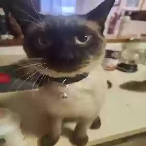 lost male cat momo