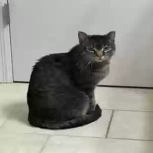 lost female cat beans