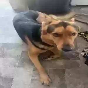 lost male dog king