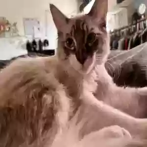 lost male cat norbit