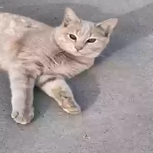 lost male cat tanner