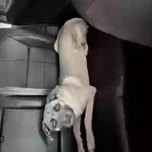 lost female dog mia