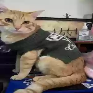 lost male cat webster