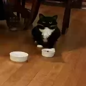 lost male cat unknown