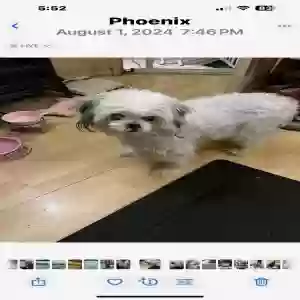 lost female dog princess bella
