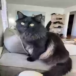 lost male cat unknown