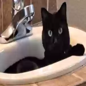 lost female cat george