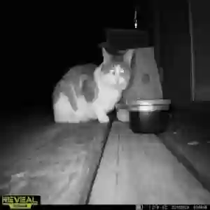 lost male cat bobby jr