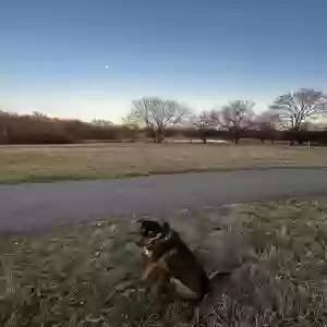 lost male dog emerson