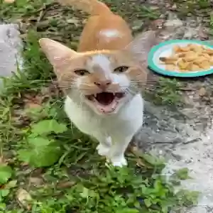 found male cat unknown