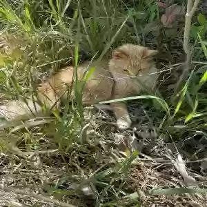 found male cat unknown