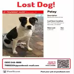 lost male dog unknown