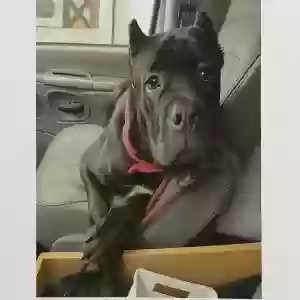 lost female dog chanel