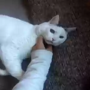 lost male cat cooter