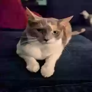 lost female cat daffne