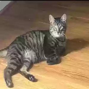 lost male cat milo