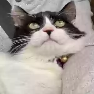lost male cat pumpkin
