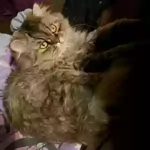 lost male cat mufasa “mooo”