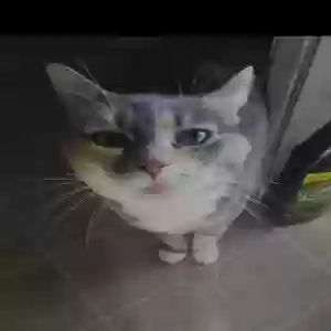 lost female cat mommie