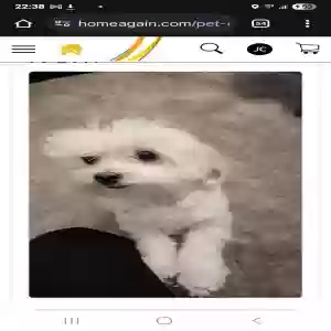 lost male dog ivory