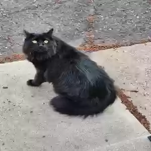 lost male cat purrcy