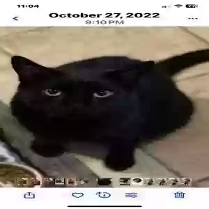 lost male cat shadow