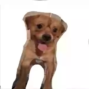 lost male dog diego