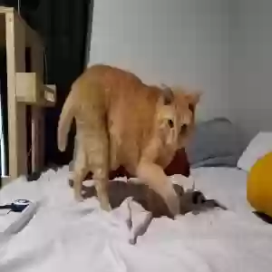 lost female cat sunny / honey