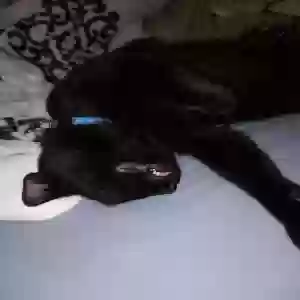 lost male cat punkin