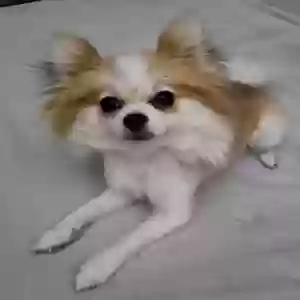 lost female dog chanel