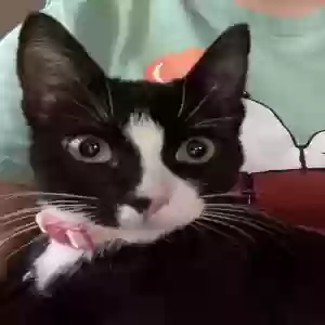 lost female cat cookie