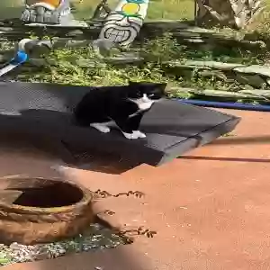 lost male cat unknown