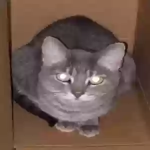 lost female cat paris