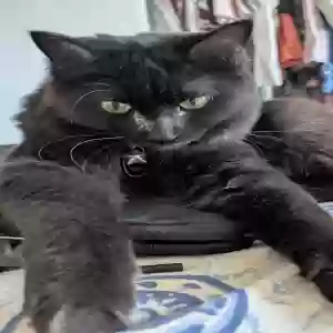 lost female cat tubs