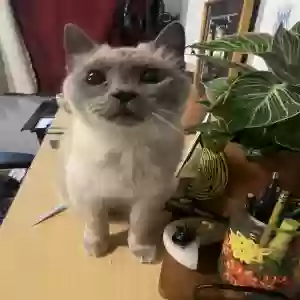 lost female cat iris