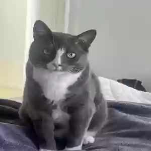 lost male cat simon