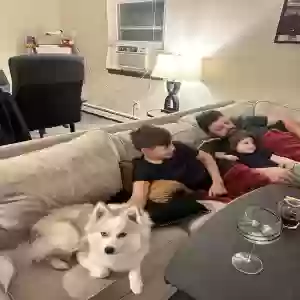 lost male dog jack