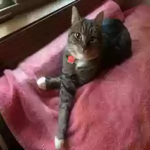 lost male cat pau