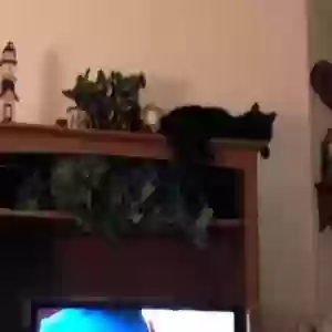 lost male cat georgie