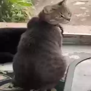lost male cat remy