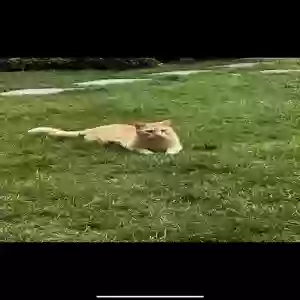lost male cat simba