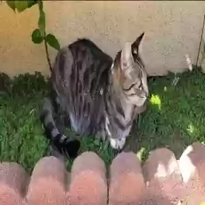 lost female cat jade
