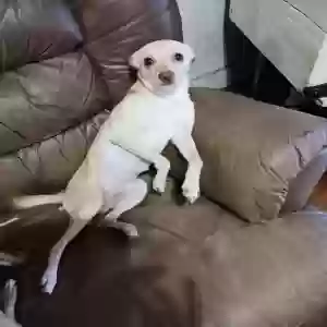 lost male dog ringo