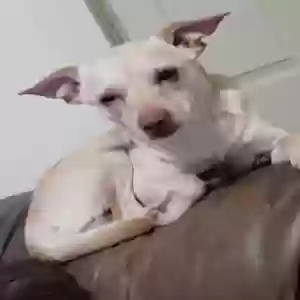 lost male dog ringo